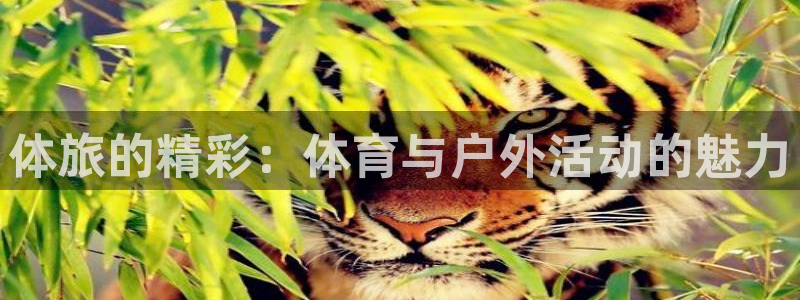 谈球吧